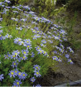 Felicia Ameloides