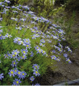 Felicia Ameloides
