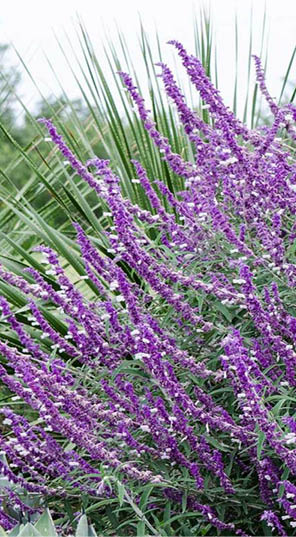 Salvia Leucantha