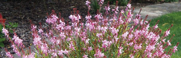 Guara Pink