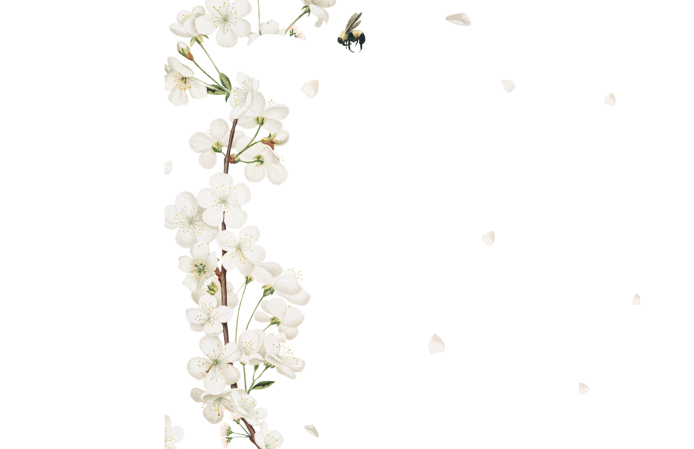 Cherry blossom flower border frame on transparent background