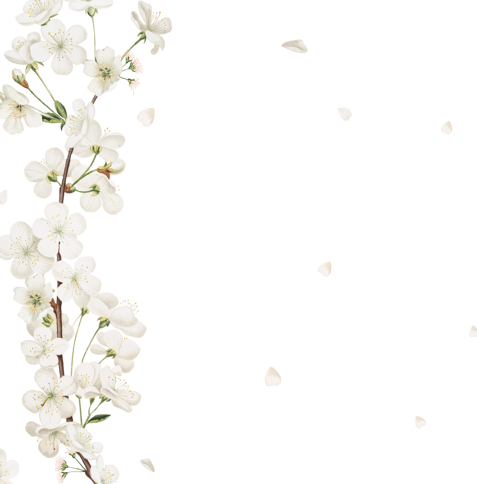 Cherry blossom flower border frame on transparent background
