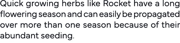 Quick growing herbs like Rocket have a long flowering season and can easily be propagated over more than one season b   