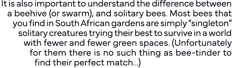 It is also important to understand the difference between a beehive (or swarm), and solitary bees  Most bees that you   