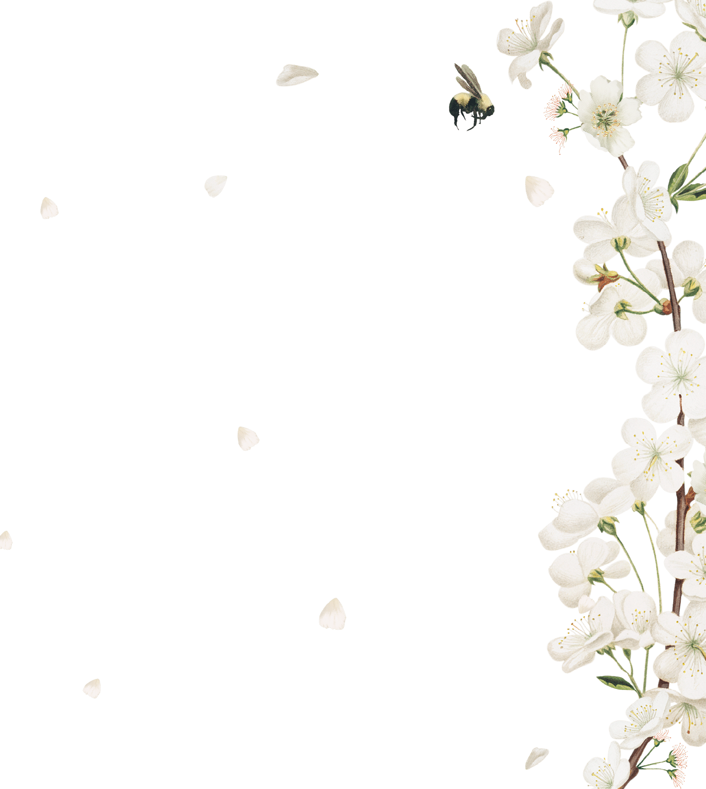 Cherry blossom flower border frame on transparent background