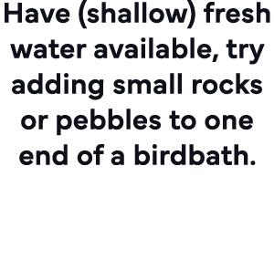 Have (shallow) fresh water available, try adding small rocks or pebbles to one end of a birdbath  