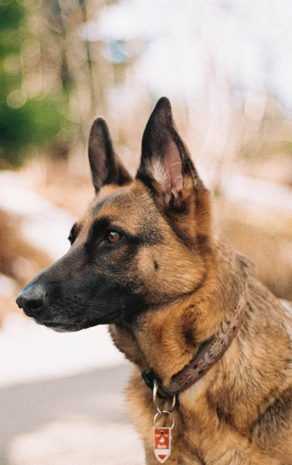 why dog breeds matter