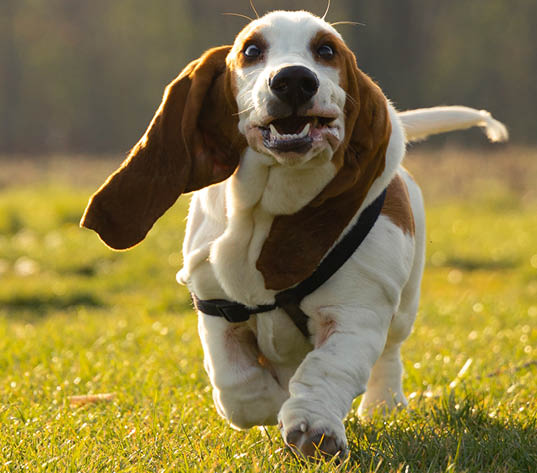 why dog breeds matter