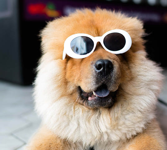 why dog breeds matter