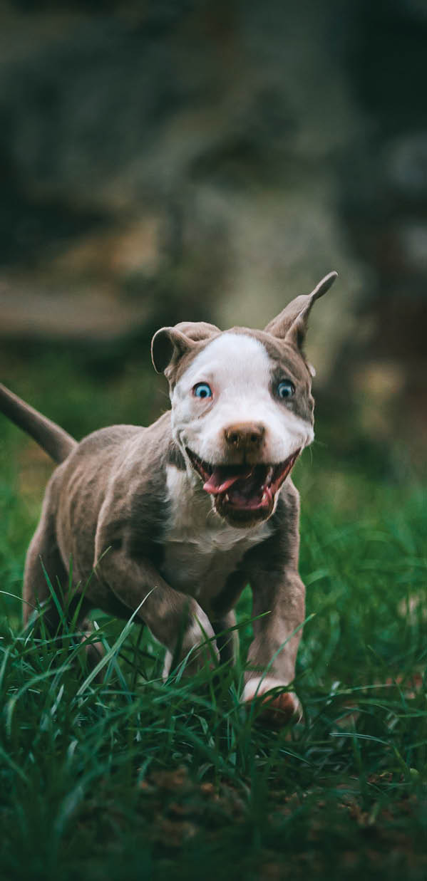 why dog breeds matter