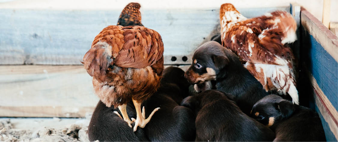 why dog breeds matter