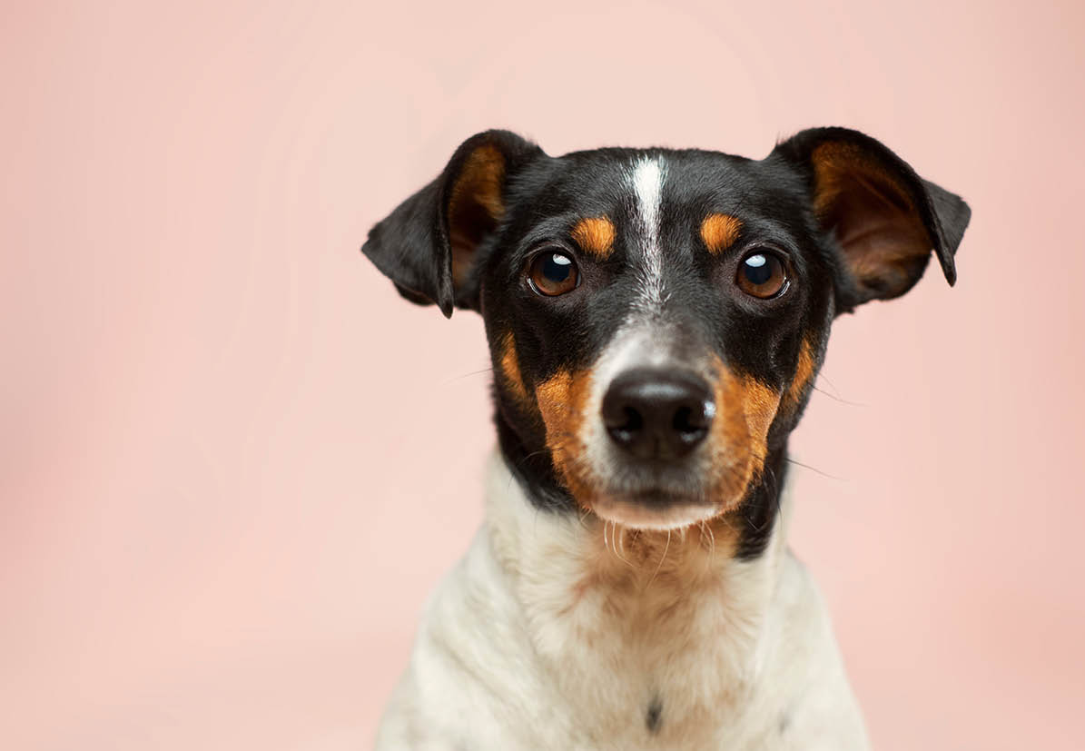 why dog breeds matter