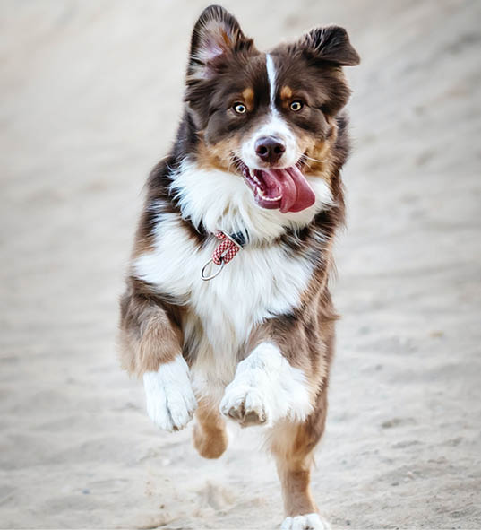 why dog breeds matter