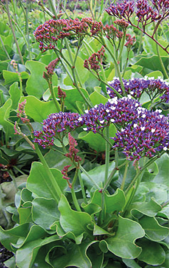 Limonium Perezii