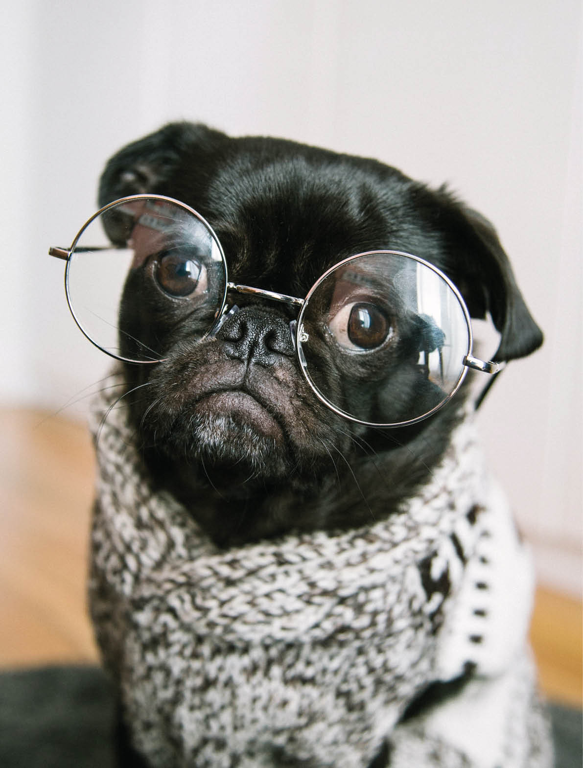 why dog breeds matter