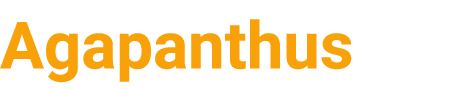Agapanthus