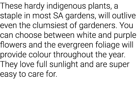 These hardy indigenous plants, a staple in most SA gardens, will outlive even the clumsiest of gardeners  You can cho   