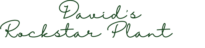      David  s   Rockstar Plant