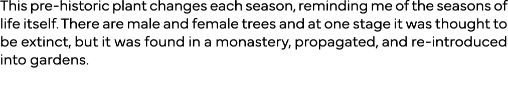 This pre-historic plant changes each season, reminding me of the seasons of life itself  There are male and female tr   