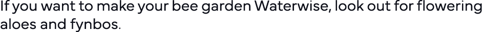If you want to make your bee garden Waterwise, look out for flowering aloes and fynbos  