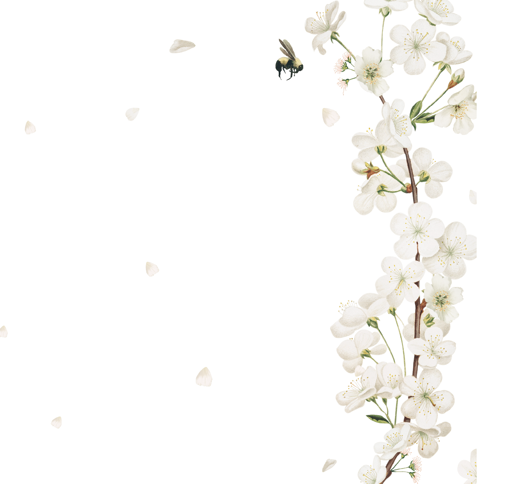 Cherry blossom flower border frame on transparent background