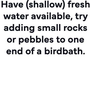 Have (shallow) fresh water available, try adding small rocks or pebbles to one end of a birdbath  