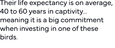 Their life expectancy is on average, 40 to 60 years in captivity   meaning it is a big commitment when investing in o   
