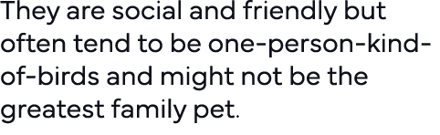 They are social and friendly but often tend to be one-person-kind-of-birds and might not be the greatest family pet  