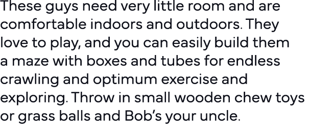 These guys need very little room and are comfortable indoors and outdoors  They love to play, and you can easily buil   