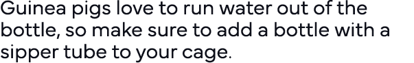 Guinea pigs love to run water out of the bottle, so make sure to add a bottle with a sipper tube to your cage  