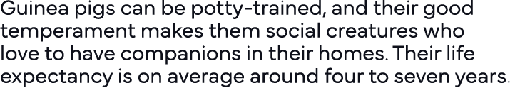 Guinea pigs can be potty-trained, and their good temperament makes them social creatures who love to have companions    