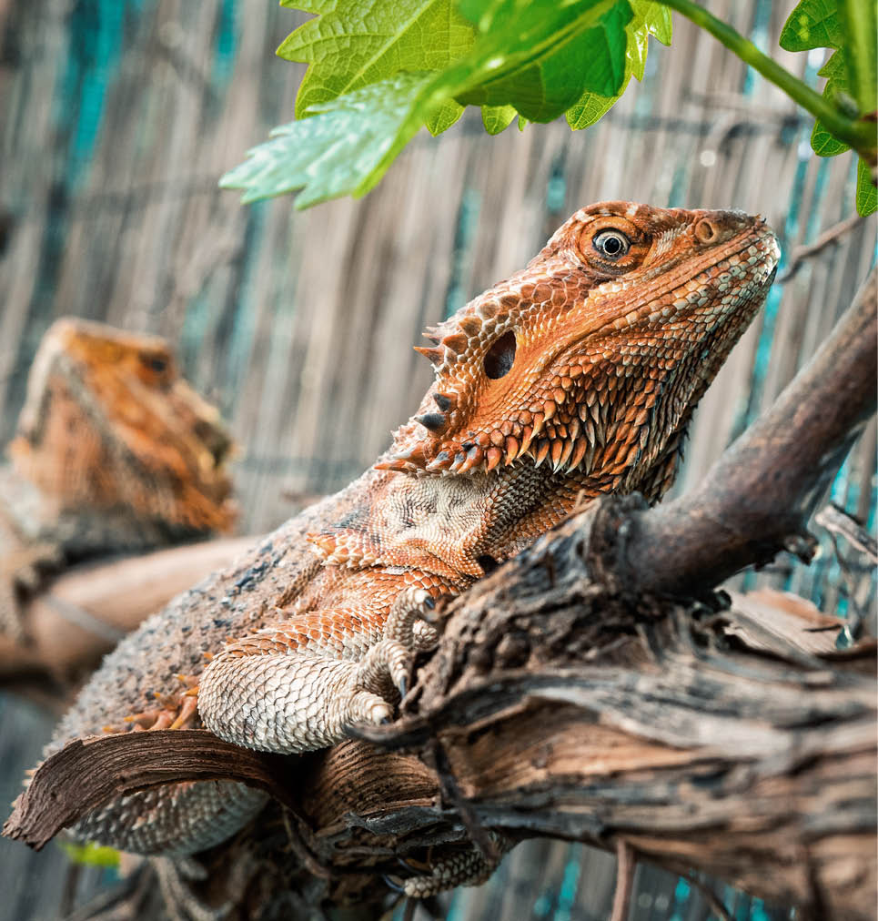 A side view of an orange bearded dragon with rough skin resting on a tree branch in nature