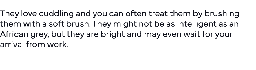  They love cuddling and you can often treat them by brushing them with a soft brush  They might not be as intelligent   