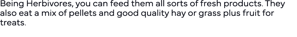 Being Herbivores, you can feed them all sorts of fresh products  They also eat a mix of pellets and good quality hay    