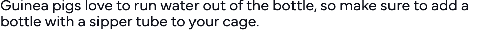 Guinea pigs love to run water out of the bottle, so make sure to add a bottle with a sipper tube to your cage  