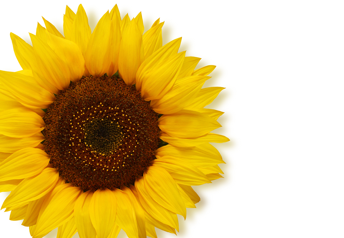 Ripe sunflower with yellow petals and dark middle, isolated on white background, top view  Seeds 