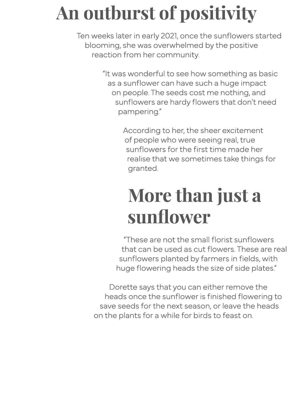 An outburst of positivity  Ten weeks later in early 2021, once the sunflowers started blooming, she was overwhelmed b   