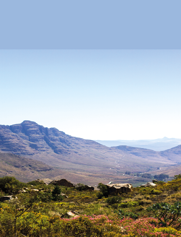 Beautiful Fynbos Mountain View With A Clear Blue Sky