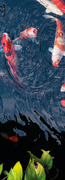 Japan koi fish or Fancy Carp swimming in a black pond fish pond  Popular pets for relaxation and feng shui meaning  Popular pets among people  Asians love to raise it for good fortune 