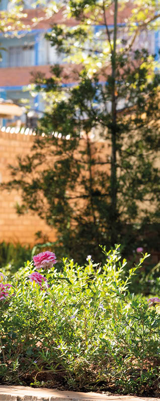 Organic kitchen gardens