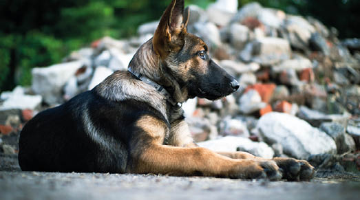 why dog breeds matter