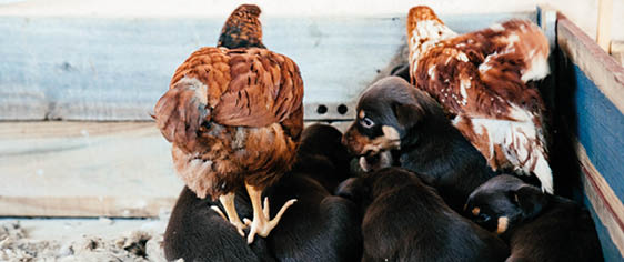 why dog breeds matter