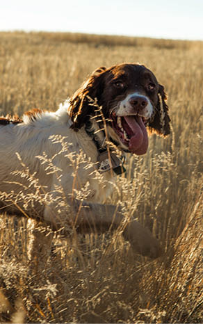 why dog breeds matter