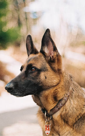 why dog breeds matter