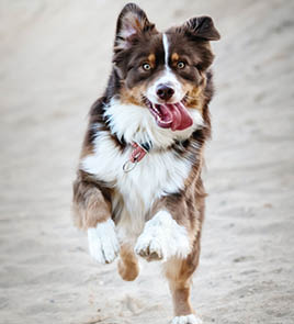 why dog breeds matter