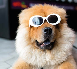 why dog breeds matter