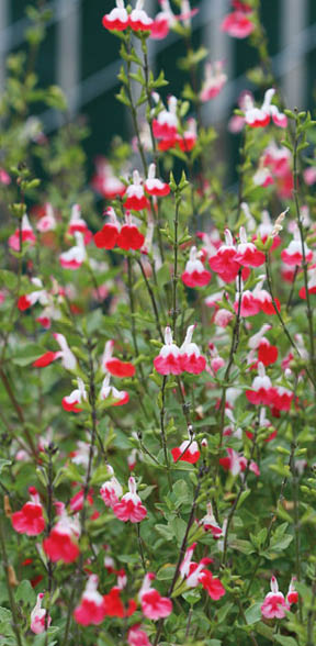 Salvia Gregii Hot Lips