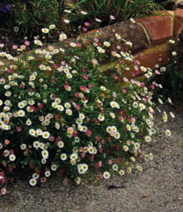 Erigeron Karvinskianus
