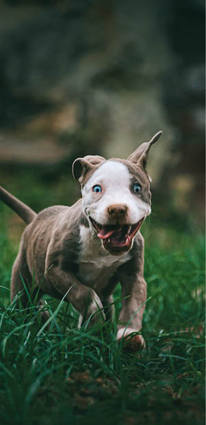 why dog breeds matter