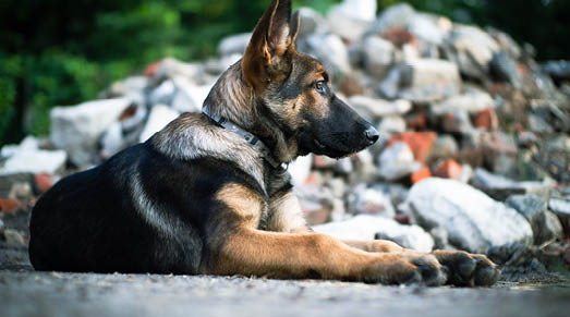 why dog breeds matter